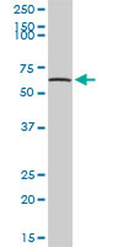 TPP1 MaxPab rabbit polyclonal antibody (D01)