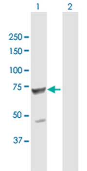 TPP1 purified MaxPab mouse polyclonal antibody (B01P)