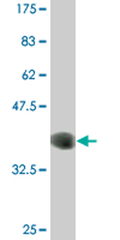 CLK3 monoclonal antibody (M07A), clone 7D6