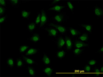 CLK3 monoclonal antibody (M07), clone 7D6