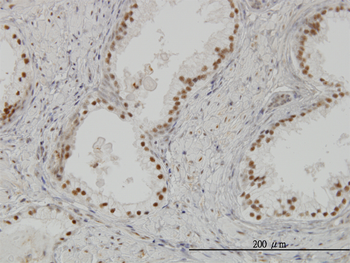 CLK3 monoclonal antibody (M07), clone 7D6