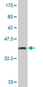 CLK3 monoclonal antibody (M07), clone 7D6