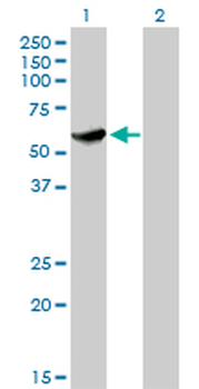 CLK3 monoclonal antibody (M05), clone 1F10
