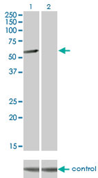 CLK3 monoclonal antibody (M05), clone 1F10