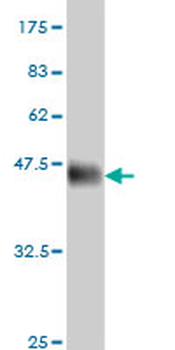 CLK3 monoclonal antibody (M05), clone 1F10