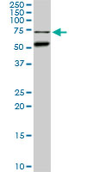 CLK3 monoclonal antibody (M01), clone 1H2