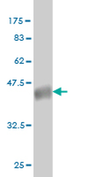 CLK3 monoclonal antibody (M01), clone 1H2