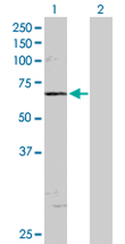 CLK2 purified MaxPab rabbit polyclonal antibody (D01P)