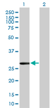 CLIC2 purified MaxPab mouse polyclonal antibody (B02P)