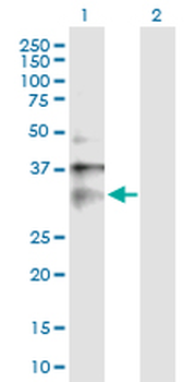 CLIC1 purified MaxPab mouse polyclonal antibody (B01P)