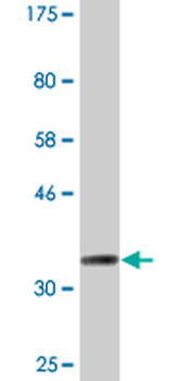 CKMT1B monoclonal antibody (M16), clone 2C9