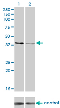 CKMT1B monoclonal antibody (M04), clone 2C8