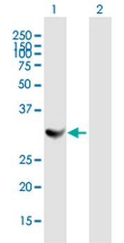 TBCB purified MaxPab mouse polyclonal antibody (B02P)