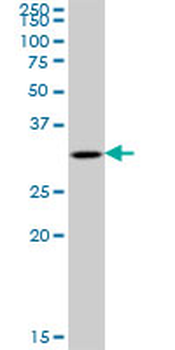 TBCB purified MaxPab mouse polyclonal antibody (B01P)