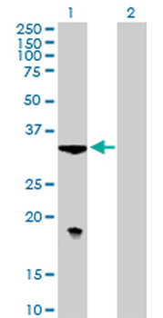 TBCB purified MaxPab mouse polyclonal antibody (B01P)