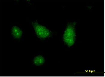 CISH purified MaxPab mouse polyclonal antibody (B01P)