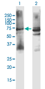 CHRM3 purified MaxPab mouse polyclonal antibody (B01P)