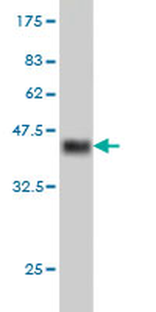 CHRM2 monoclonal antibody (M01), clone 4B5