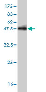 CHML monoclonal antibody (M03), clone 5G4