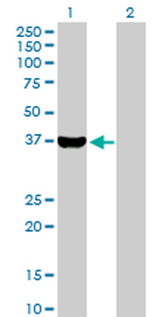 AKR1C4 purified MaxPab rabbit polyclonal antibody (D01P)