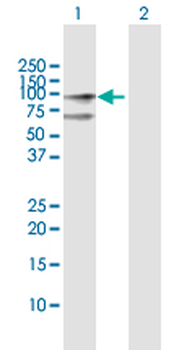 CENPB MaxPab rabbit polyclonal antibody (D01)