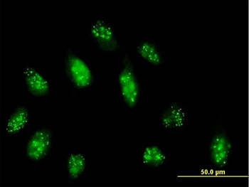 CENPB purified MaxPab mouse polyclonal antibody (B01P)