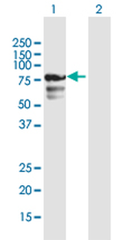 CENPB purified MaxPab mouse polyclonal antibody (B01P)