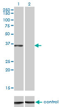 CEBPE monoclonal antibody (M01), clone 7A4