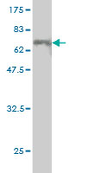 CEBPE monoclonal antibody (M01), clone 7A4