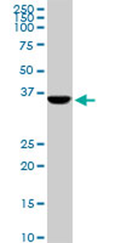 CDX4 monoclonal antibody (M12), clone 1E9
