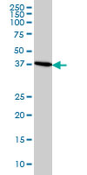 CDX4 monoclonal antibody (M01A), clone 1G12