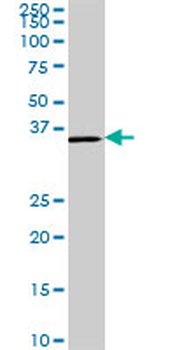 CDX4 monoclonal antibody (M01A), clone 1G12