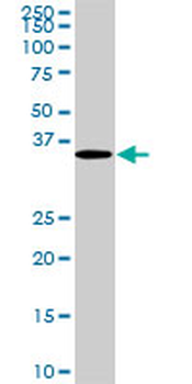 CDX4 monoclonal antibody (M01A), clone 1G12