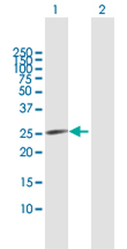 CDKN3 purified MaxPab mouse polyclonal antibody (B02P)