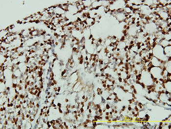 CDKN1B monoclonal antibody (M01), clone 4B4-E6