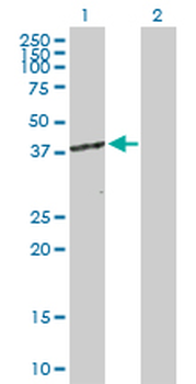 CDK7 purified MaxPab rabbit polyclonal antibody (D01P)