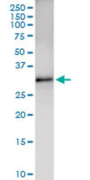 CDK5 MaxPab rabbit polyclonal antibody (D01)