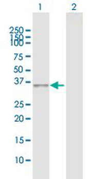 CDK5 MaxPab rabbit polyclonal antibody (D01)