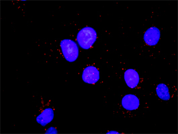 CDK2 purified MaxPab rabbit polyclonal antibody (D01P)