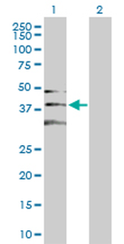 CDK2 purified MaxPab rabbit polyclonal antibody (D01P)