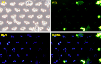 CDH11 monoclonal antibody (M02), clone 1H1
