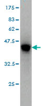 CDH4 monoclonal antibody (M01), clone 2E2