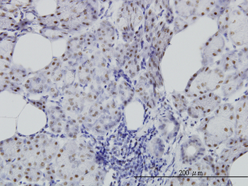CDC25C monoclonal antibody (M01), clone 3B11