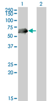 CDC25C monoclonal antibody (M01), clone 3B11