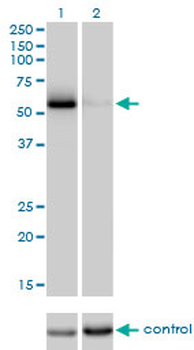 CDC25C monoclonal antibody (M01), clone 3B11