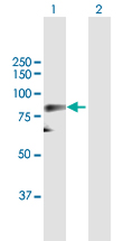 CDC25B purified MaxPab mouse polyclonal antibody (B01P)