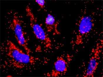 CDC6 purified MaxPab rabbit polyclonal antibody (D01P)