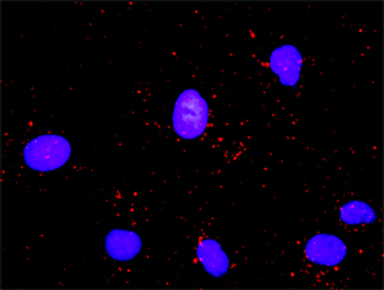 CDC6 purified MaxPab rabbit polyclonal antibody (D01P)