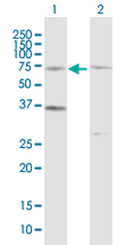 CDC6 purified MaxPab rabbit polyclonal antibody (D01P)