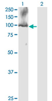CDC5L monoclonal antibody (M08), clone 3C12